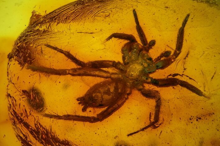 Detailed Fossil Spider (Araneae) in Baltic Amber #166210